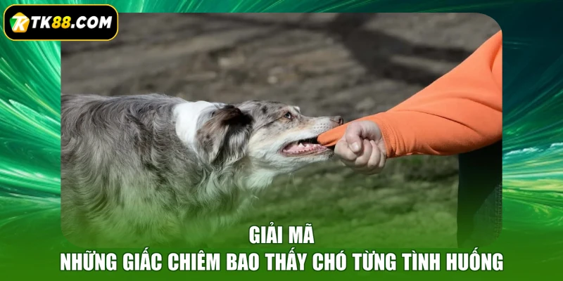 Giải mã những giấc chiêm bao thấy chó từng tình huống